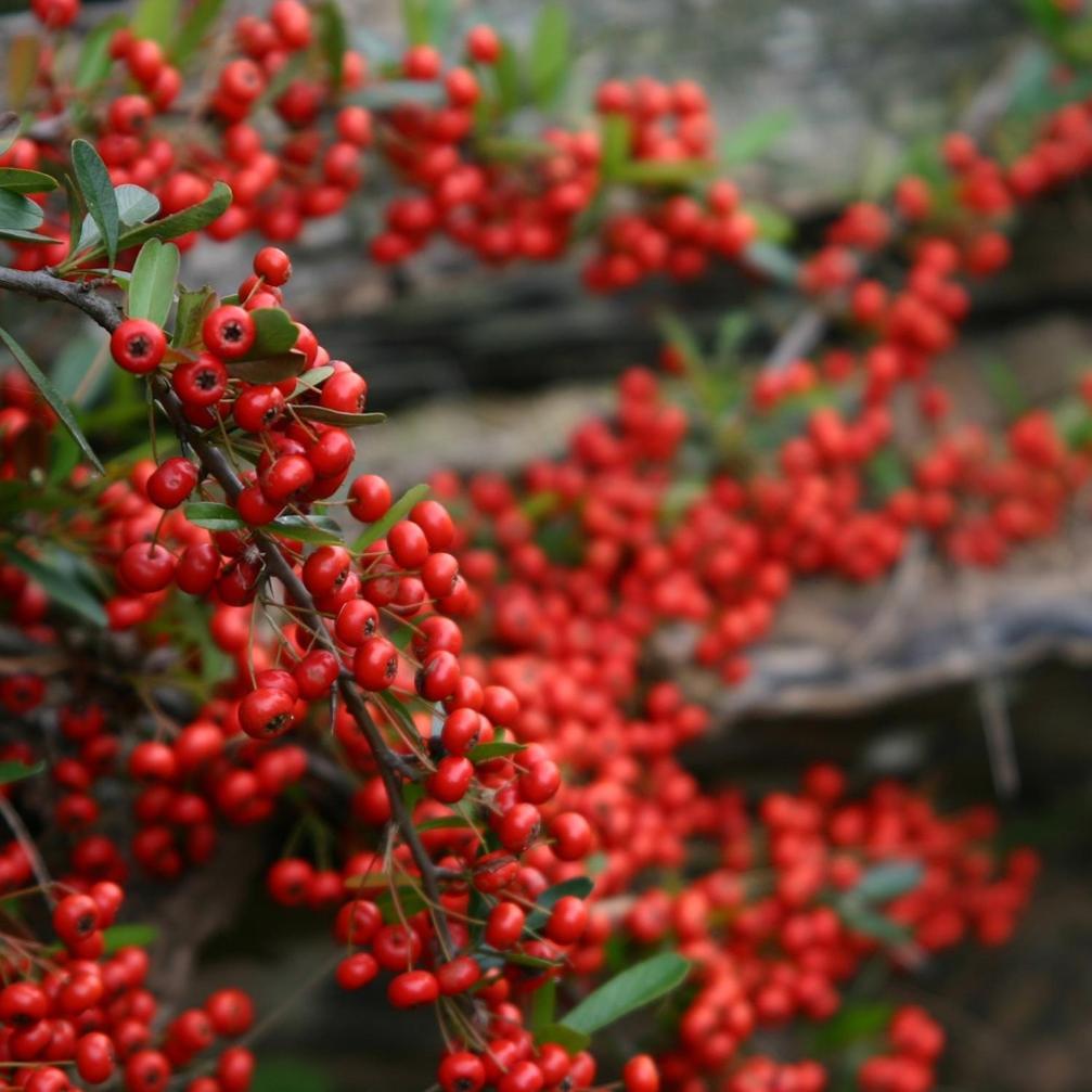 Cabanas Pyracantha Esquel Dış mekan fotoğraf